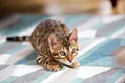 Removing Dog Urine from carpet?? |  Due to an illness,  our dog had one single instance of urinating on our carpet. ...