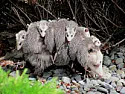 Raccoons!  | &laquo; previous thread
