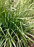Wild onions  |  HERE! I love picking them and smelling them.  They look like normal onions  that...