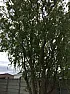 Tree advice  |  I'm looking for a bit of advice about this tree. Firstly does anyone know...