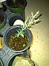 Have I been Pampering a weed?  | &laquo; previous thread