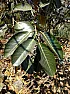 Ficus trigonata (?)  |  Anyone have an idea of what these trees are?  I'm pretty sure they are ...