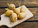 Tiny "old" potatoes  | next thread &raquo;