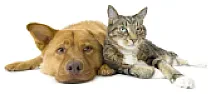 Fleas... I'm a magnet. |  Billy  wrote innews:snipped-for-privacy@c-61-68-245-199.per.connect.net.au: Avon...