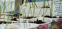 How many seeds in an onion flower?  |    the head can hold many individual flowers so do you mean the entire head or an...