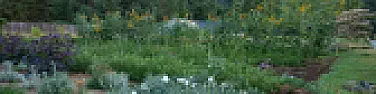 Growing Grasses |  First set of foothills east side of the Willamette valley here.  Similar...
