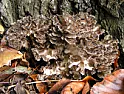 Garden Oddity: What the heck is it? |  Out picking beans yesterday, I noted the appearance of three huge fungi, one at...