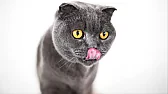 Cats  |  I think cats seem to lke what the are bought up with, or this could just be my...