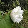 from a dead looking stick |  That "rose" has palmate leaves which I have never seen on a rose before.  ...