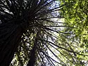 We started the 100-foot long 10-foot wide deck high up in the California redwoods  |  dpb wrote, on Thu, 23 Oct 2014 08:13:06 -0500: Here's the response from the...