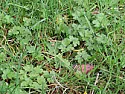 What is this weed in my lawn (photo)  |  Hello, This is my first post. I wonder whether anyone would be able to help...