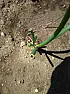 What is wrong with my onions?  | &laquo; previous thread