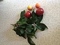 Is this plum like fruit edible or poisonous?  | next thread &raquo;
