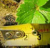 Unidentified pests on my strawberries !  | &laquo; previous thread