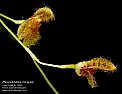 Fuzzy Slippers!  Pleurothallis hirsuta | &laquo; previous thread