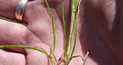 What is this grass?  |  Hi.  I laid a new lawn last year and it looked great.  This year howeverthe...