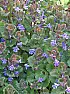 Clover Control  |  Fertilize lightly with a high-nitrogen fertilizer with no phosphorus.  Keep the...