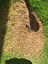Brown patch in lawn?  |  Hi, I've just returned from 2 weeks holiday and discovered a big brown...