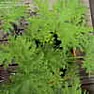 Citronella plant ID help |  Some friends of mine have planted seeds that they believe came from a Citronella...