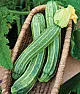 need zuke sprout pruning advice  |  The amount of growth will be limited by competition for  water, nutrients  and...