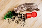 Attn ARW  | The pet psychiatrist tells you? http://news.bbc.co.uk/1/hi/sci/tech/3709698.stm 