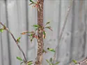 young sunburst cherry tree needs help. |  Hi there, my husband brought me a mini patio orchard of 4 fruit trees.leaves...