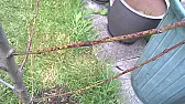 Plum Tree with red/green branches turning black  |  I bought this Victoria plum back in October last year. It looked verysimilar to...