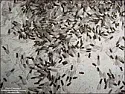 Termite Treatment Question |  When I first realized I had termites, I found the dead ones inside,in front of...