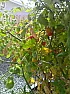 My cherry tomatoes finally started to come ripe  |  ...   about 5 years ago i started getting a rash when i ate tomatoes so i...