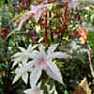Help identify Flower called Rissin |  I managed to send this to the wrong place before; so let me try again.Thompson &...