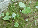Could Anyone Tell Me What This Weed Is???  |  hi, new to here... just trying to find out what this weed is in mygarden.... its...