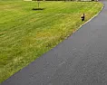 Lawn is looking worse every day - Pic attached  |  I have a 1.5acre lot in upstate NY that we just seeded last sept/oct.The grass...