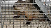 More ground hogs  |  This makes five caught this summer...Two in July and three in...