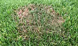 ravens attacking lawn and leaving patches  |  first off i am new here so hi to all. I have a question that i hope some of you...