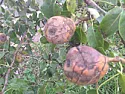 What fruit and what is wrong with them?  |  Recently we bought a property with apples and pears, damsons and plumsthere,...