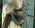 Rat deterent?  |  We have a lot of experience with rattus rattus around here., Everyone seems to...