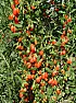 Do deciduous plants grow in the winter?  |  Hi All, I may just be my eyes, but it looks like my Goji Berries have grown ...