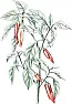 minimum pot size for chili plants |  Hold on cowboy, you still got whole wheat pasta and brown rice. I made Spanish...