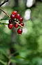 Anyone know a good place to buy Choke Berry plants  | next thread &raquo;