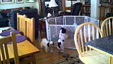 Totally Off Topic - Escape Artist Blues  |  A couple years ago I showed my wife some pictures that Swingman had posted ...