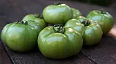 Green Tomatoes |  I hope he meant immature tomatoes--- Just ran across this page thismorning- 5...
