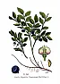 Vaccinium Myrtillus  | &laquo; previous thread