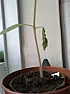 tomato withering |  HelloI'm new to the forum, and new to gardening as well.I tried growing...