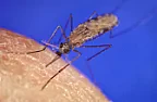 More about how mosquitoes bite  | &laquo; previous thread