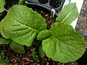 Thank god for forums!! Help!! |  Can anyone please tell me what these 2 plants are??? I went from what ithought...