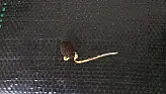 some help please ?!  |  hi all.ive been wanting to ask a few questions for a while now but ive nevergot...