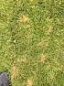 Weird stuff on my yard  | next thread &raquo;