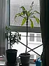 Unknown Plant Can Anyone help ?  |  Hi I was walking down the road a couple of years ago and i saw thatsomeone had...