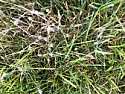 What is this stuff in my yard?  | next thread &raquo;