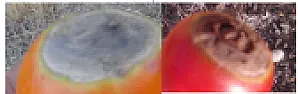 What is wrong with my roma's?  |  Hi All, On a lark, I decided to try growing Roma Tomatoes.  (I am very...